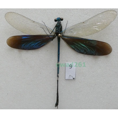 Neurobasis chinensis florida (Walker, 1853) Indonesia, Java9
